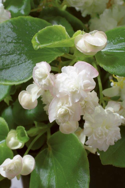 B. ‘Gum Drop White’